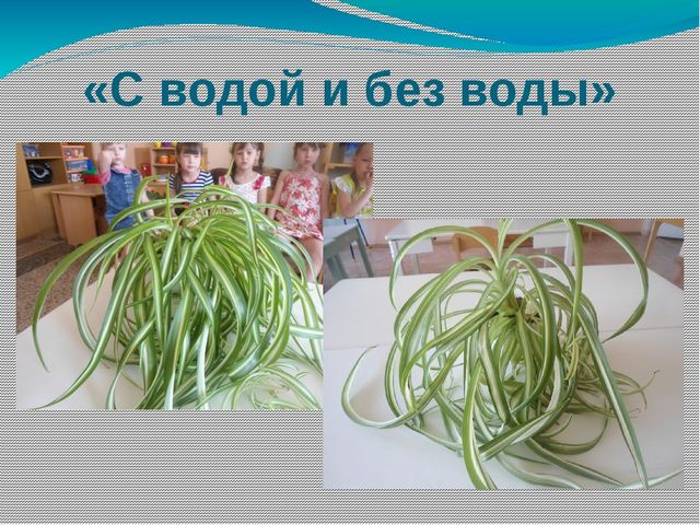 Презентация "Эксперементирование и опыты" старшая группа