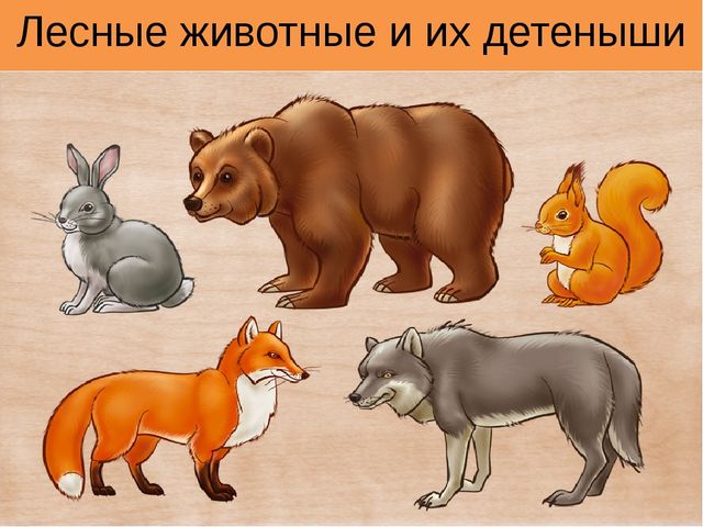 Презентация для дошкольников "Лесные животные и их детеныши"