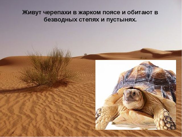 Презентация «Жизнь черепах» к интегрированному занятию по окружающему миру «Черепаха»