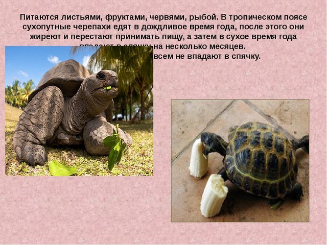 Презентация «Жизнь черепах» к интегрированному занятию по окружающему миру «Черепаха»