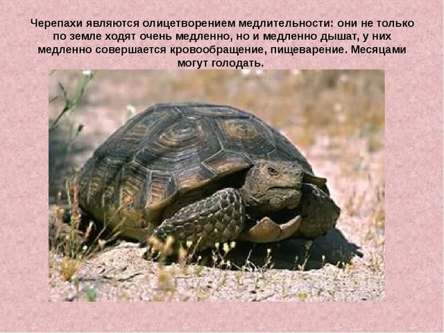 Презентация «Жизнь черепах» к интегрированному занятию по окружающему миру «Черепаха»