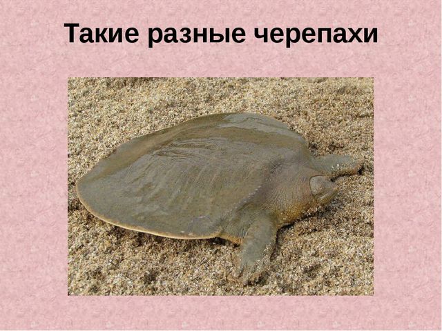 Презентация «Жизнь черепах» к интегрированному занятию по окружающему миру «Черепаха»