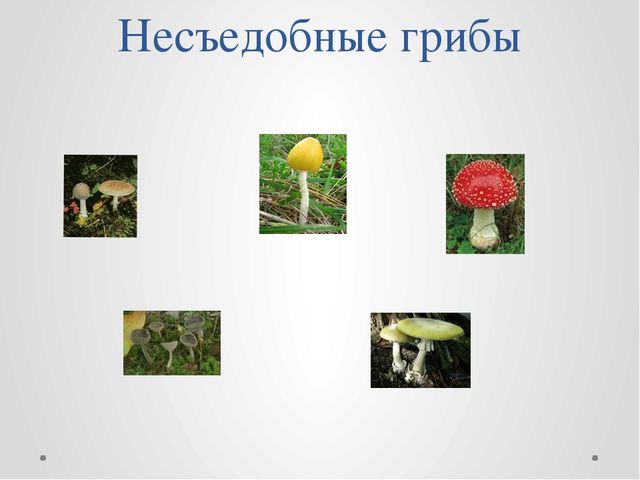 Проект "Путешествие в лес!"