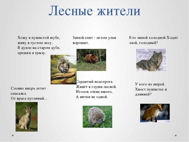 Проект "Путешествие в лес!"