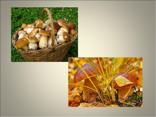 Занятие по развитию речи 6-7 лет. "Золотая осень"