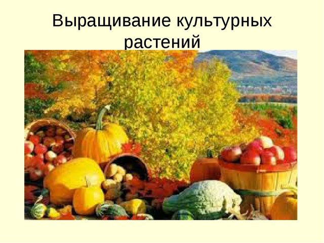 Презентация города и деревня