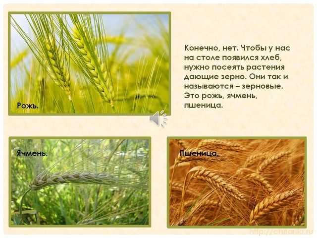 Презентация "Как хлеб попал на наш стол"
