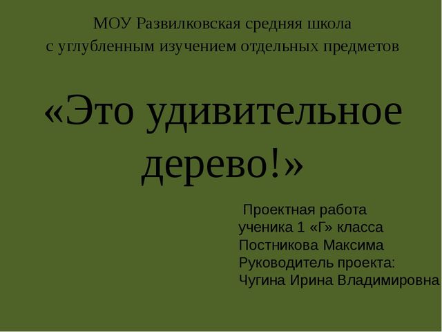 Презентация по проектной деятельности" Интересное дерево - ель"