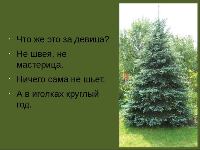 Презентация по проектной деятельности" Интересное дерево - ель"