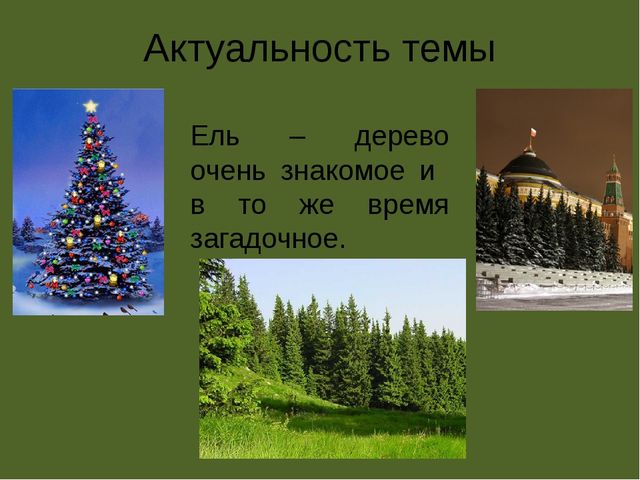 Презентация по проектной деятельности" Интересное дерево - ель"