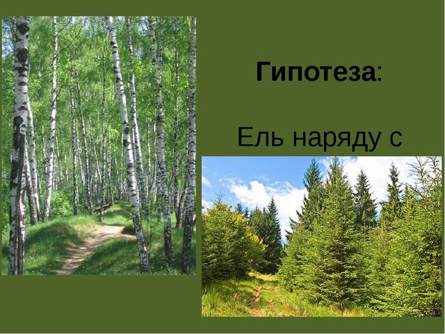 Презентация по проектной деятельности" Интересное дерево - ель"