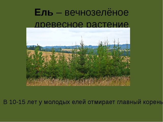 Презентация по проектной деятельности" Интересное дерево - ель"