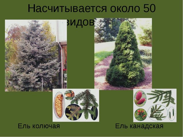 Презентация по проектной деятельности" Интересное дерево - ель"