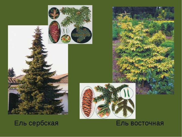Презентация по проектной деятельности" Интересное дерево - ель"