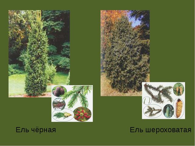 Презентация по проектной деятельности" Интересное дерево - ель"