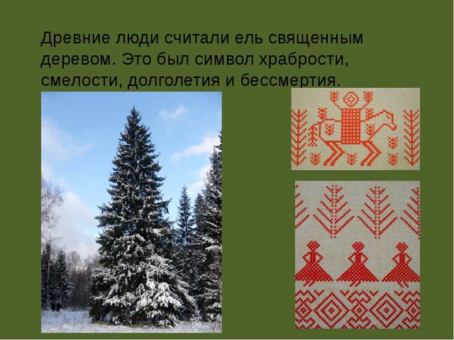 Презентация по проектной деятельности" Интересное дерево - ель"