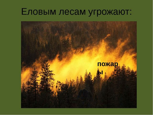 Презентация по проектной деятельности" Интересное дерево - ель"