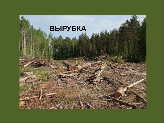 Презентация по проектной деятельности" Интересное дерево - ель"