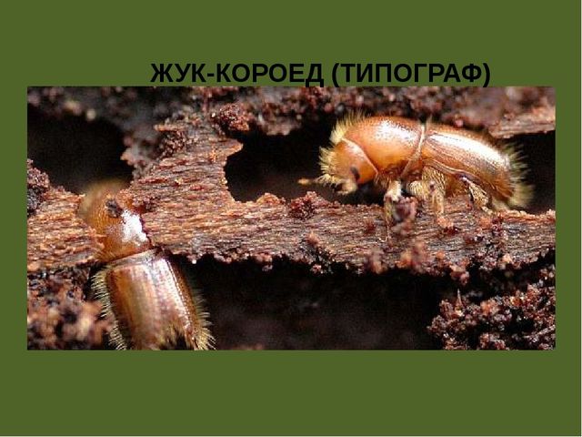 Презентация по проектной деятельности" Интересное дерево - ель"