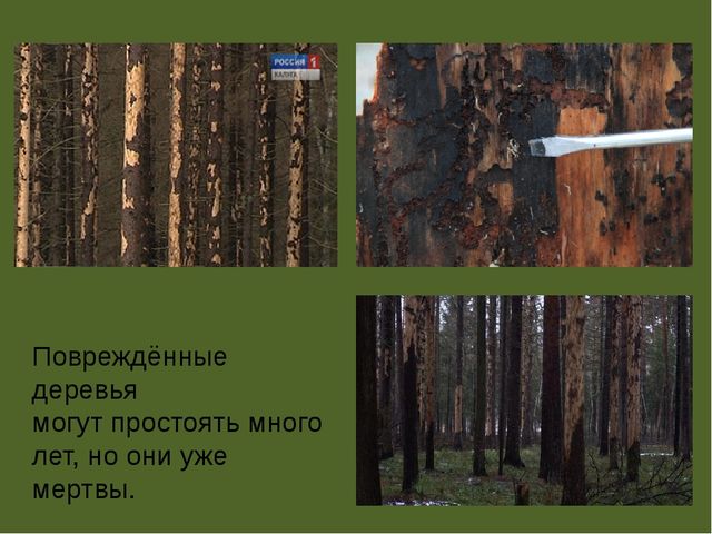 Презентация по проектной деятельности" Интересное дерево - ель"