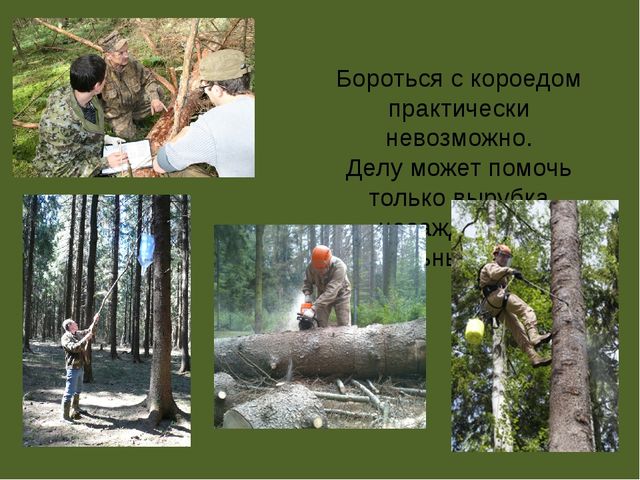 Презентация по проектной деятельности" Интересное дерево - ель"