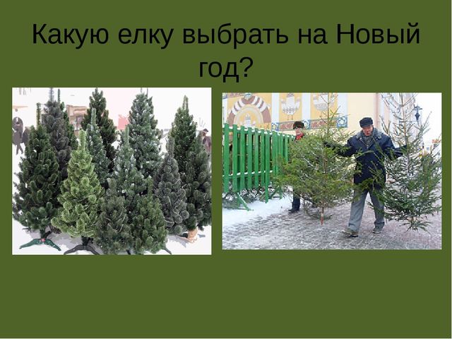 Презентация по проектной деятельности" Интересное дерево - ель"