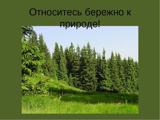 Презентация по проектной деятельности" Интересное дерево - ель"