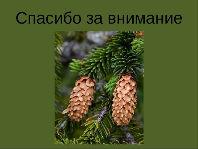 Презентация по проектной деятельности" Интересное дерево - ель"