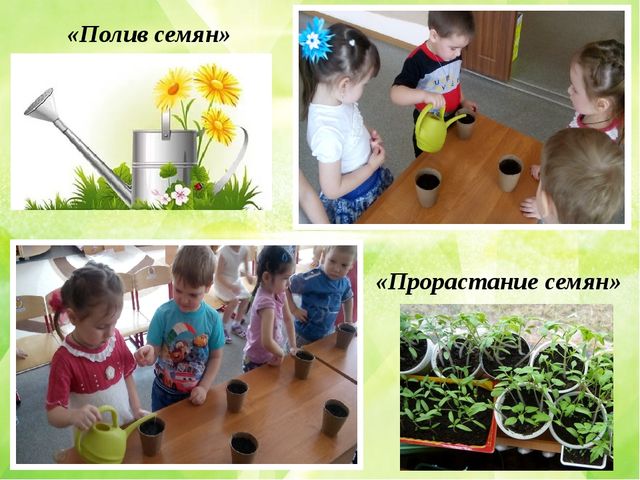 Презентация по познавательному развитию (ФЦКМ) Проект "Огород на окне"- "Во саду ли, в огороде..."