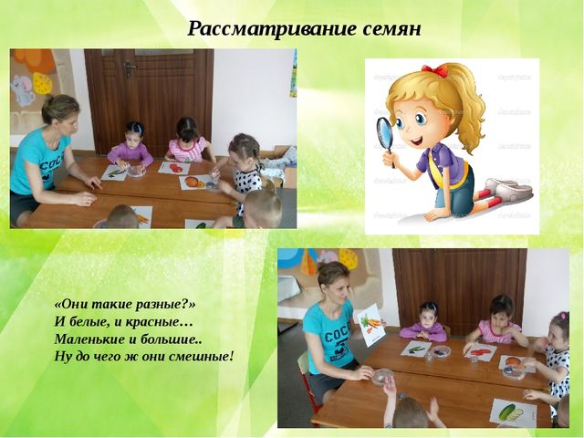 Презентация по познавательному развитию (ФЦКМ) Проект "Огород на окне"- "Во саду ли, в огороде..."