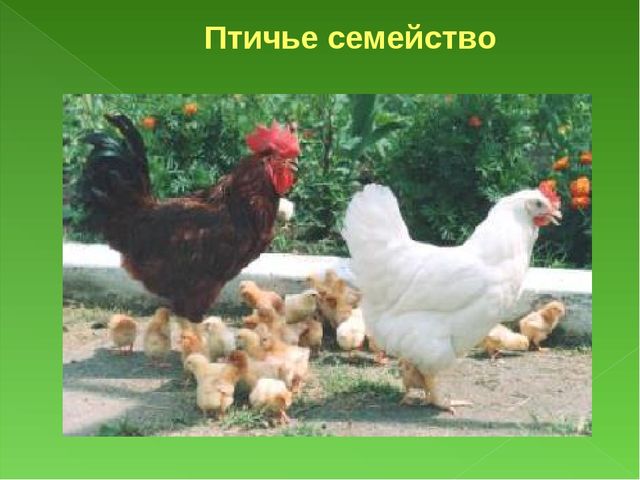 Презентация к занятию Домашние птицы для подготовительной группы
