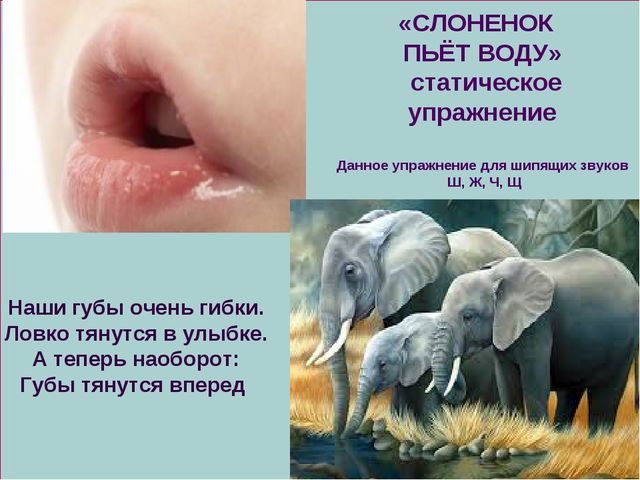 Презентация к занятию Домашние птицы для подготовительной группы