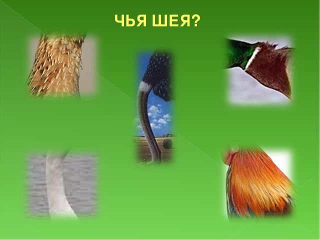 Презентация к занятию Домашние птицы для подготовительной группы
