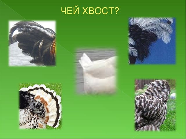 Чей чей можно погромче сделать. Чей хвост домашние птицы. Хвосты домашних птиц. Игра чей чья чье домашние птицы. Игра чей хвост домашние птицы.