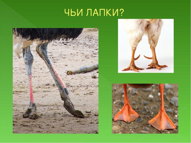 Презентация к занятию Домашние птицы для подготовительной группы