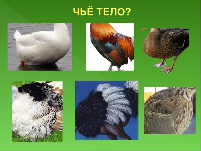 Презентация к занятию Домашние птицы для подготовительной группы
