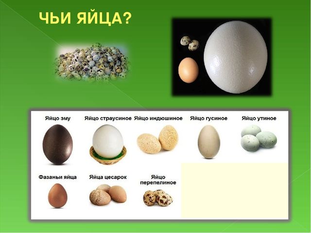 Презентация к занятию Домашние птицы для подготовительной группы