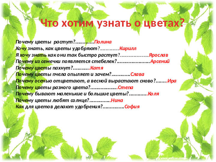 Презентация проекта " Мир цветов"