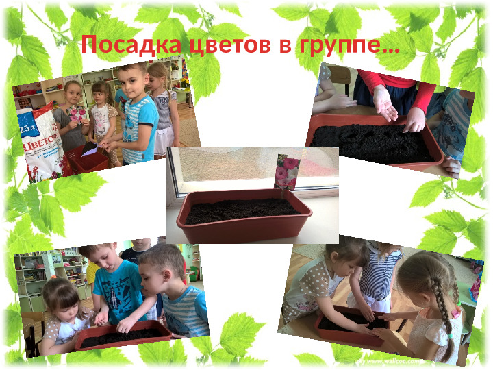 Презентация проекта " Мир цветов"