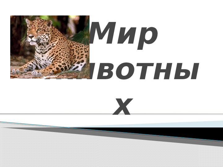 Презентация по окружающему миру "Мир животных".