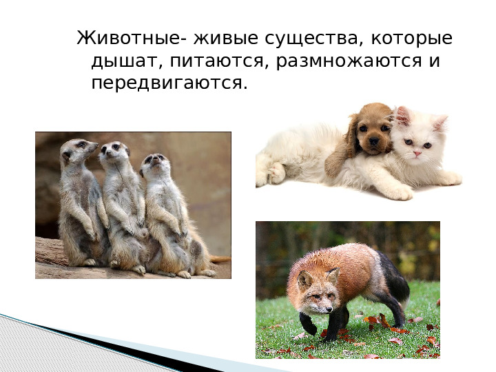 Презентация по окружающему миру "Мир животных".