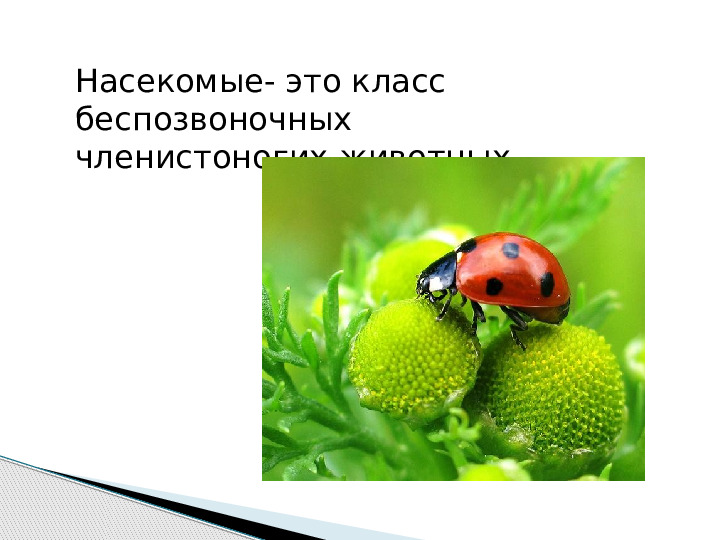Презентация по окружающему миру "Мир животных".