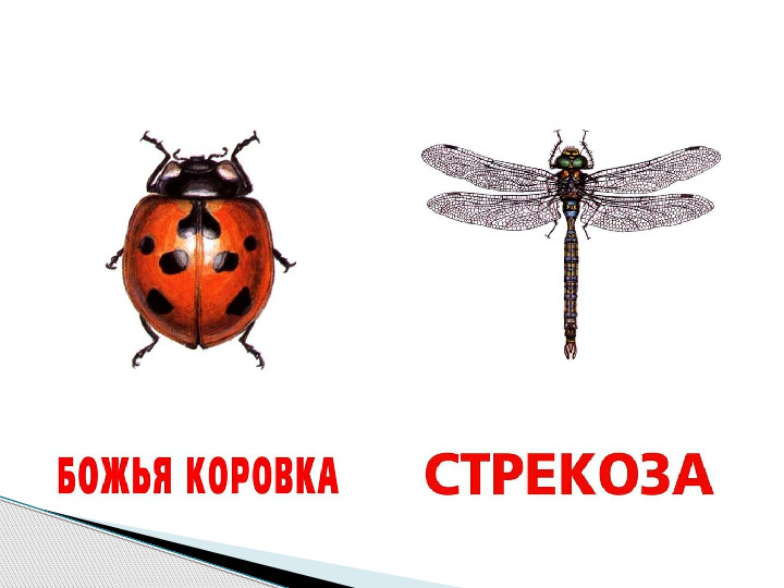 Презентация по окружающему миру "Мир животных".