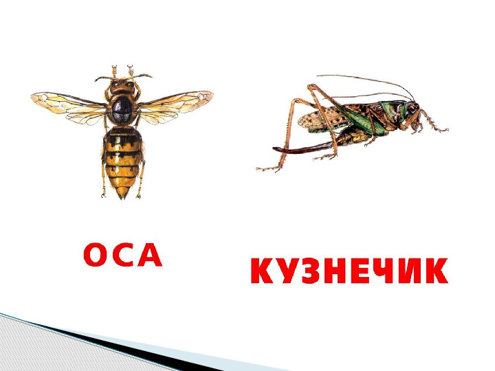 Презентация по окружающему миру "Мир животных".