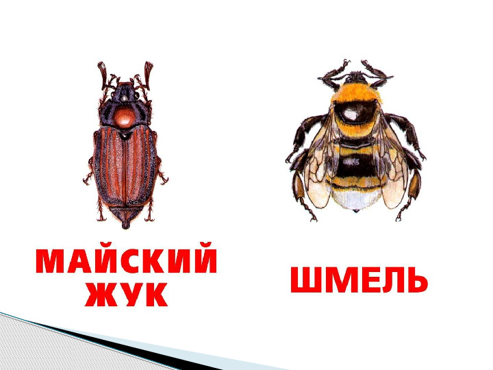Презентация по окружающему миру "Мир животных".
