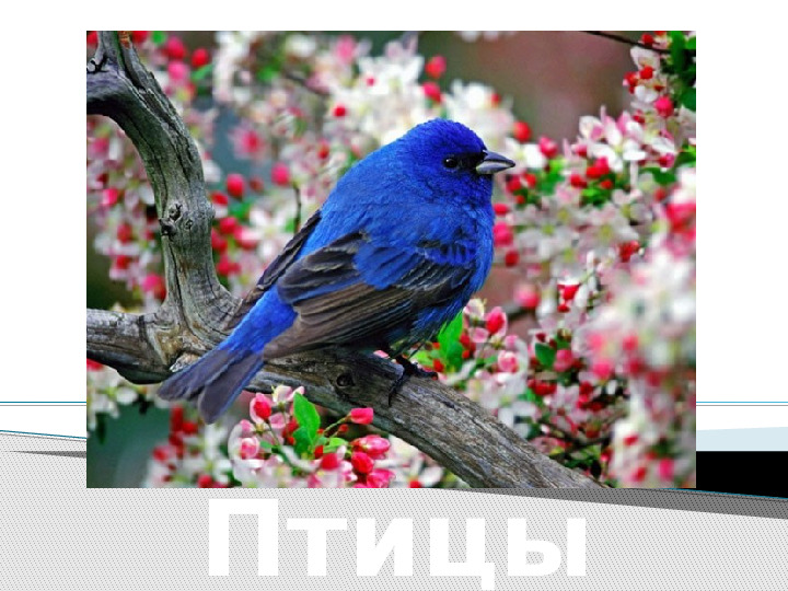 Презентация по окружающему миру "Мир животных".