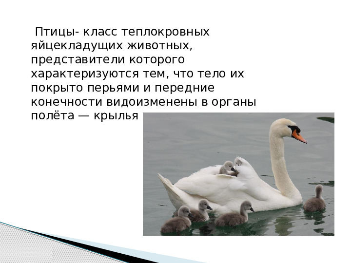Презентация по окружающему миру "Мир животных".