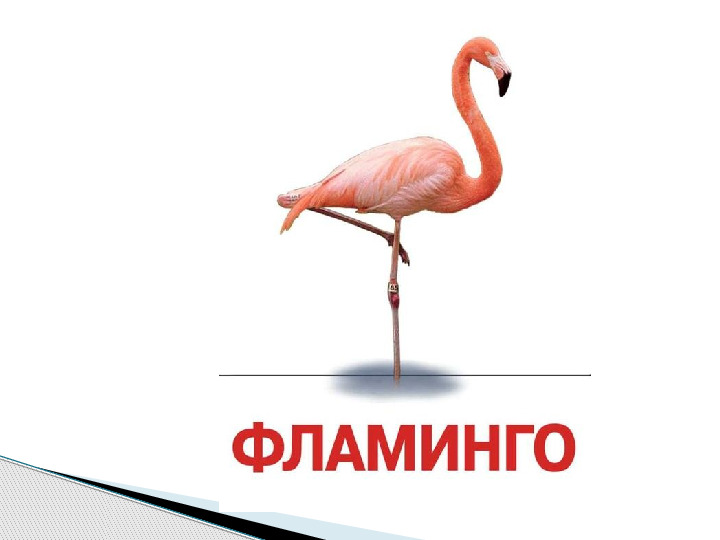 Презентация по окружающему миру "Мир животных".