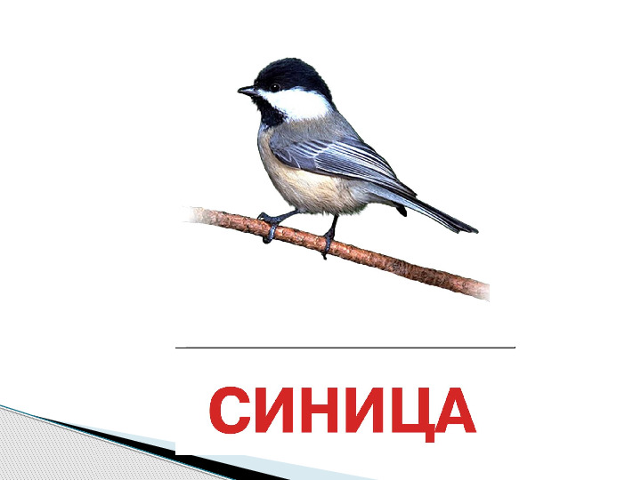 Презентация по окружающему миру "Мир животных".