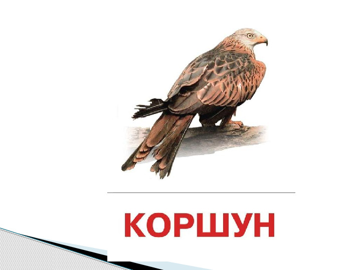 Презентация по окружающему миру "Мир животных".